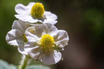 Yellow and white strawberry flowers on a blurred background, close-up.