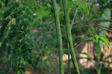 Muringa oleifera tree or drumstick tree