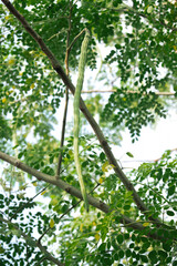 Muringa oleifera or drumstick tree