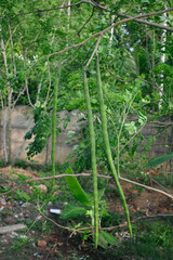 Muringa oliefera or miracle tree