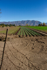 Sembradio en campo chileno, en una tarde de verano