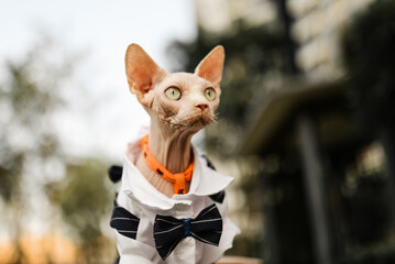 Hairless cat in suit play outdoor, open big eyes and look up 