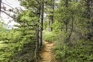 Forest path with trees 