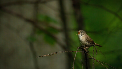 bird, robin, natur, ast, wild lebende tiere, tier, baum, spatz, wild, rot, schnabel