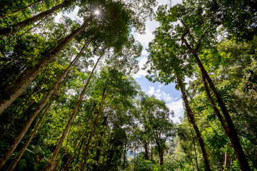 Fototapeta premium Thailand Rainforest Travel