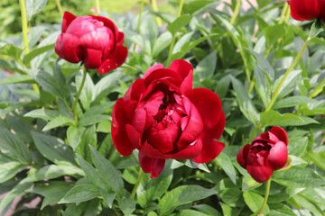 dark burgundy peonies in the garden, three red peonies