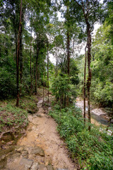 Fototapeta na wymiar Thailand Rainforest Travel