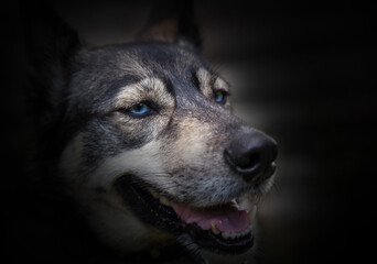 A dog with blue eyes.