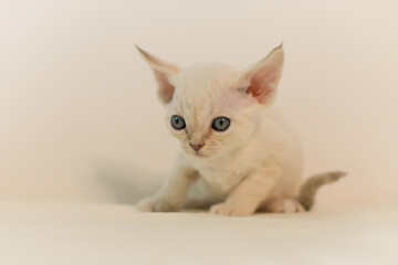 White adorable devon rex pup cat, small body, big eyeys, light yellow color background
