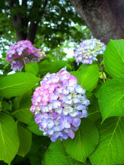 初夏の公園に咲く紫陽花