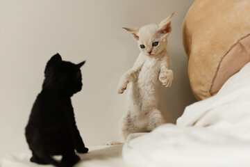 Two baby cats fighting, white cat stand up and do kongfu, black one look at it, funny moment
