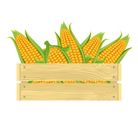 Ripe corn in wooden box isolated on white background. Vector illustration of fresh organic food in cartoon flat style.