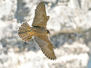 Peregrine falcon (Falco peregrinus) Juvenile