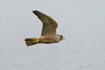 Peregrine falcon (Falco peregrinus) Juvenile