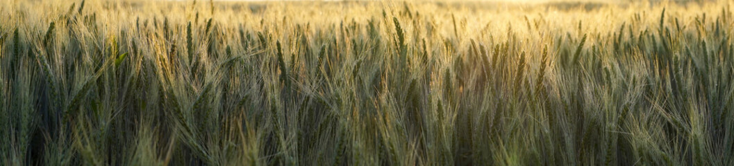 Panorama banner of backlit wheat at sunset