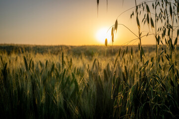 Wild oat heads and backlit wheat field at sunset