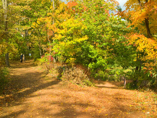 Naklejka premium 秋の森