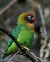 Black-cheeked lovebird (Agapornis nigrigenis)