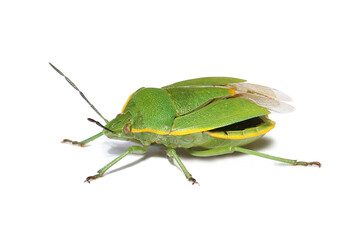 Bug Green stink bug Chinavia hilaris 