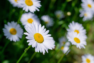 Obraz na płótnie Canvas Field of chamomile flowers close up. Beautiful nature scene with blooming medical chamomile in daylight. Alternative medicine Spring Daisy. Beautiful meadow. Summer background.