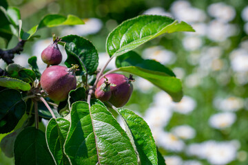 Unripe apples on a branch during the period of active growth. Green fruits of apples.
