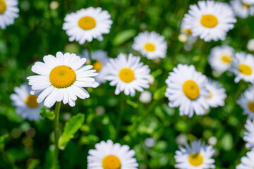 Field of chamomile flowers close up. Beautiful nature scene with blooming medical chamomile in daylight. Alternative medicine Spring Daisy. Beautiful meadow. Summer background.