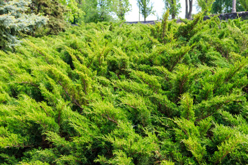 Natural background of the green juniper bushes