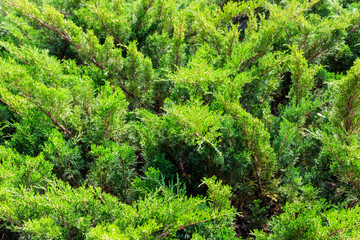 Fototapeta premium Natural background of the green juniper bushes