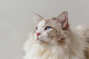 Cute Ragdoll cat side face, blue eye, pink nose, grey background 