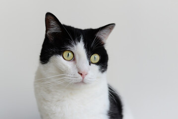 Black and white mixed cat stare blankly,open big light green eyes in gray background