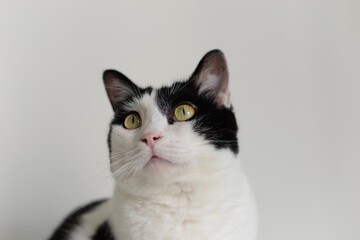 Fototapeta na wymiar Black and white kitty look up, cry face, light green eyes. 