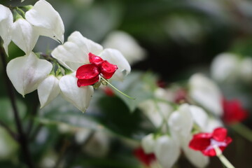 Clerodendron or bleeding heart vine flowers