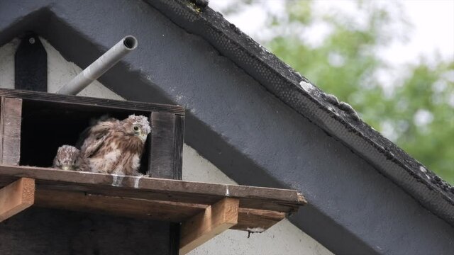 Turmfalke (Falco tinnunculus)  Jungv&ouml;gel am Nistkasten