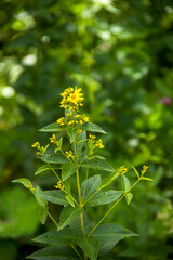 Fototapeta premium a garden loosestrife flowers (lysimachia vulgaris)