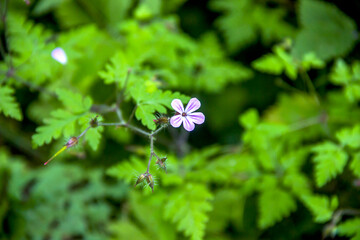 a red robin flower (geranium robertianum)