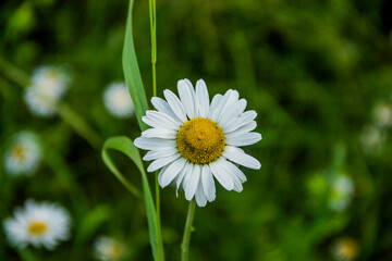 blossoming chamomiles flower