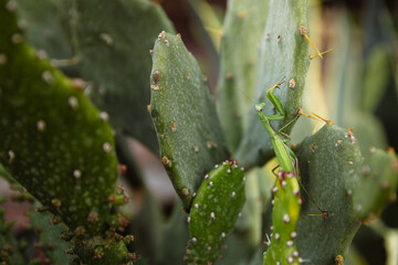 Green mantis is looking for prey on a cactus