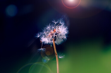 Art photo of dandelion seeds close up on natural blurred background