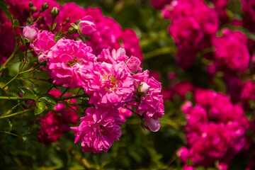 Fototapeta premium red roses bush