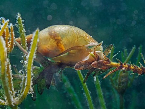 Great pond snail, Spitzschlammschnecke (Lymnaea stagnalis)
