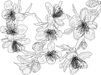 three branches with large flowers outline isolated on white