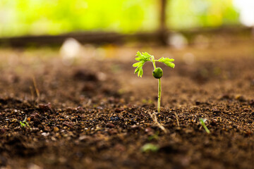 young plant in soil