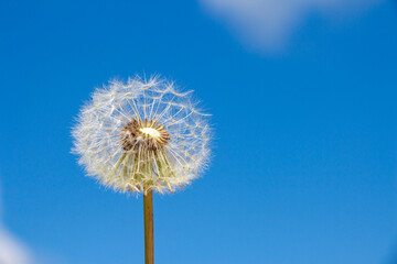 Close up view of white fluffy dandelion flower without few seeds. Clear blue sky in the background. Freedom theme.