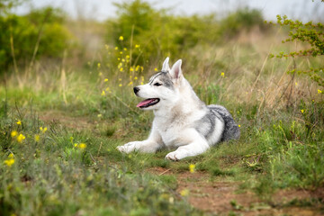 A young Siberian Husky is lying down at a pasture. The dog has grey and white fur; his eyes are brown. There is a lot of grass, green plants, and yellow flowers around him..