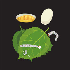 Silkworms are eating mulberry leaves and cocoons.