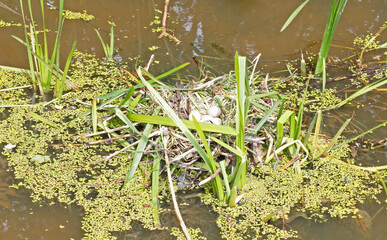 Coot`s nest coot with eggs