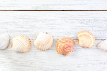 A top down view of several scallop seashells in a row, on a rustic wood surface, as a background image.