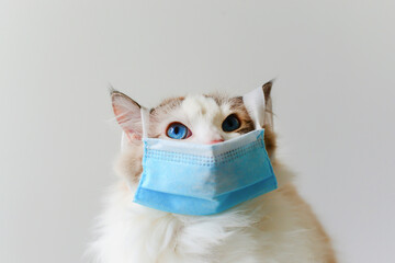 2020 New Cat photographer creative cat photography. COVID-19 Pandemic coronavirus. Cat wear face mask and look up
