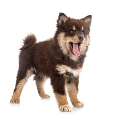  puppy Finnish Lapphund in studio