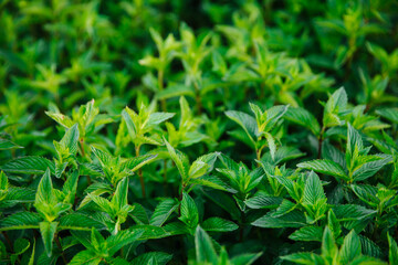 Fototapeta na wymiar Green juicy fragrant mint. Organic mint cultivation